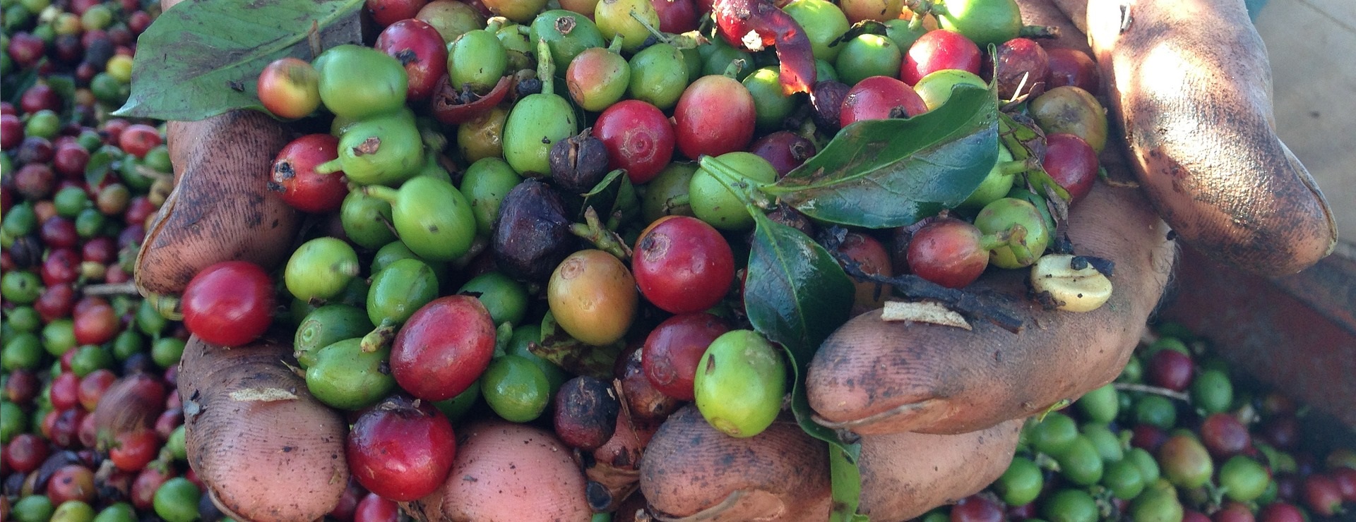 Coffee Cultivation: Harvested coffee cherries - Bunaa