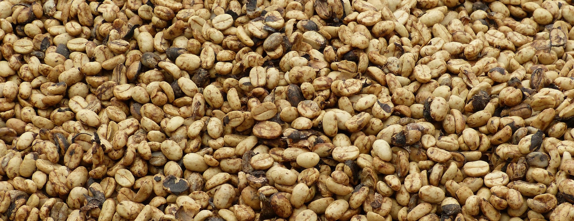 Kaffeeanbau - Natural Aufbereitung der Kaffeebohnen - Bunaa
