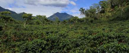 Kaffee in Guatemala – einer der qualitativ besten!