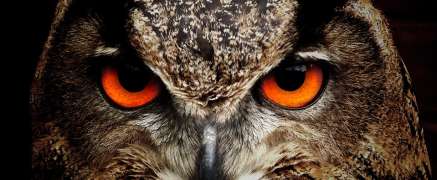 Caffeinated Owls