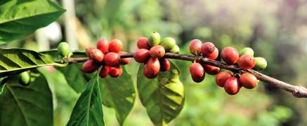 Thailändischer Kaffee – die leckersten Rezepte