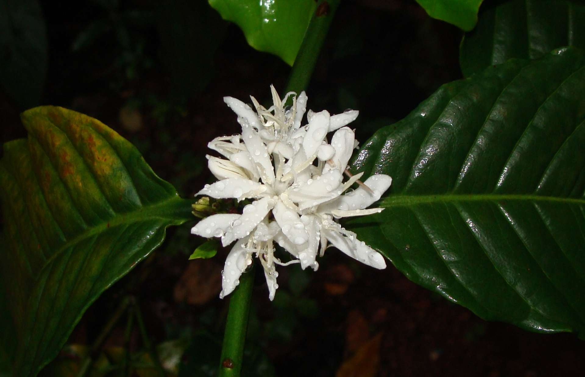 Coffee in Sierra Leone • Excelsa, Stenophylla and Liberica • Bunaa