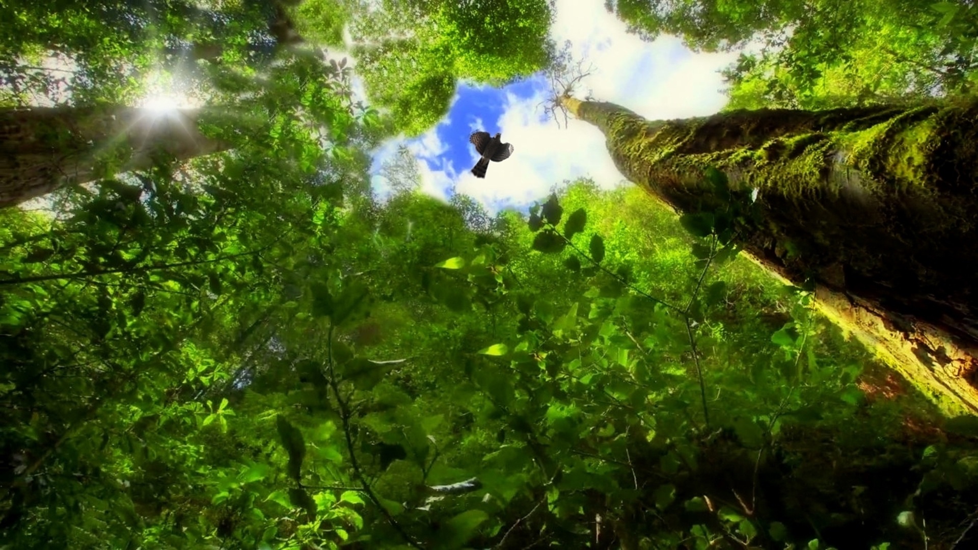 Дай звук природы. Тропический лес и небо. Деревья тропического леса. Зеленые джунгли. Бескрайние джунгли.