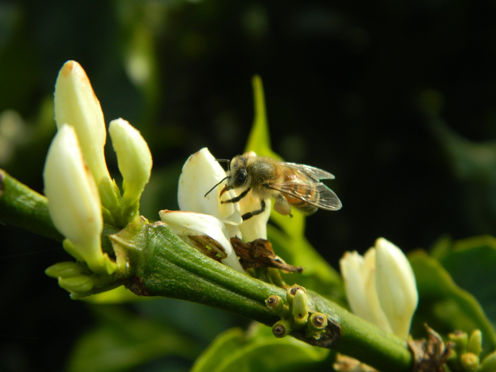 Coffee Blossom Honey • Information and • Bunaa