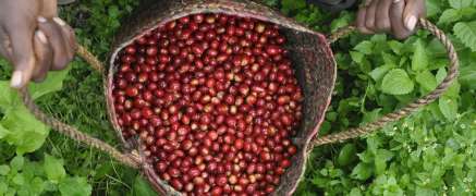Annual Review 2017 – Top 5 Coffee Countries