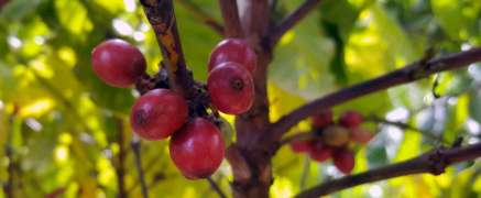 Tuburan Coffee – Besuch auf einer Kaffeeplantage auf den Philippinen