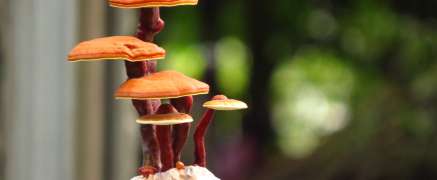 Mushroom Coffee – Healthy Trend?